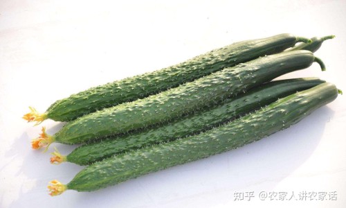 飞雪铁线蕨好养吗-权威飞雪草的功效平台,分享专业飞雪铁线蕨养护知识_飞雪蕨的功效网
